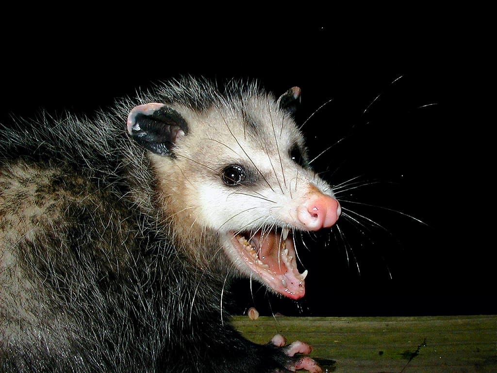 The Smirking Detective and the Case of the Bloody Opossum